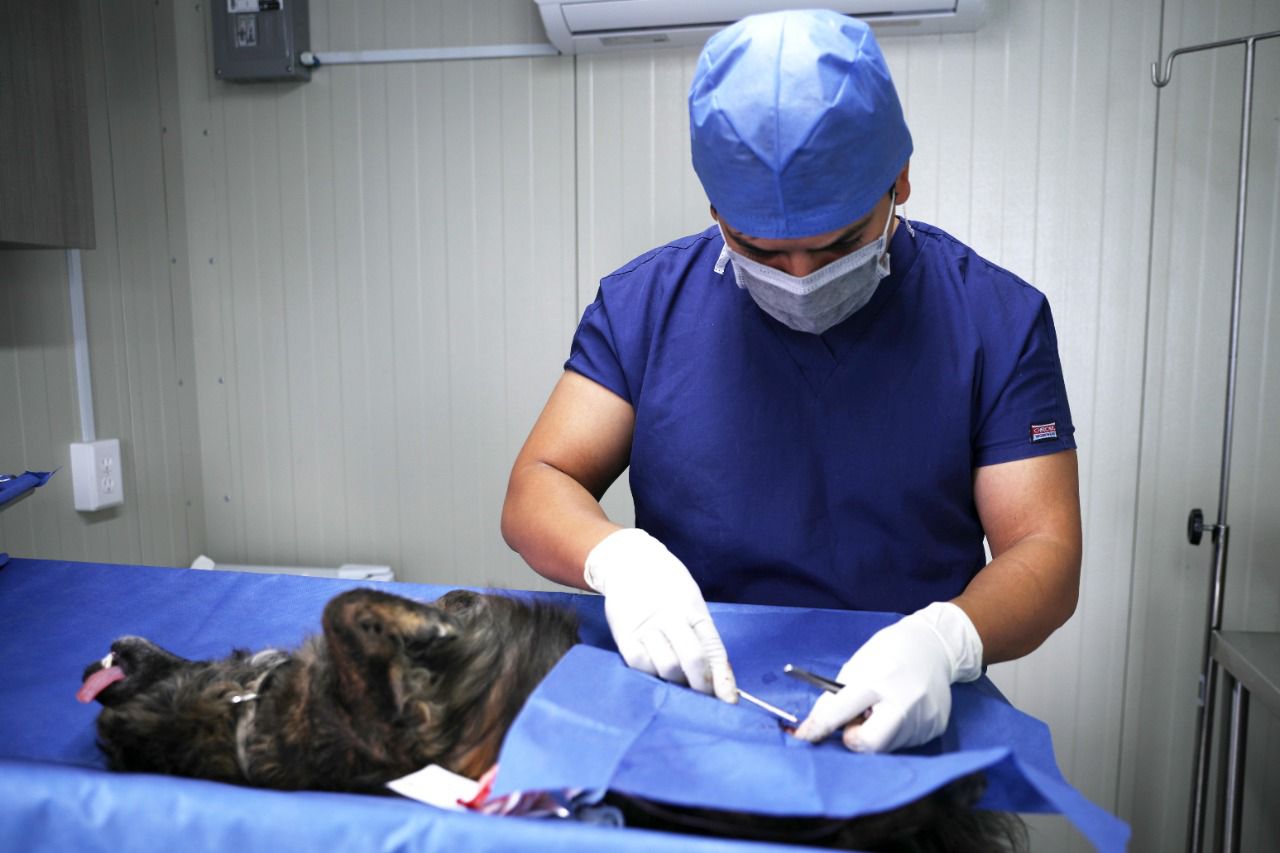 Vacunan Y Realizan Cirugías De Esterilización Para Perros Y Gatos “a