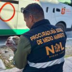 Rescatan a perro presuntamente maltratado en Guadalupe