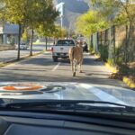 Capturan antílope que deambulaba cerca del estadio BBVA en Guadalupe