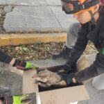 Rescatan tlacuache lesionado en calles de Monterrey