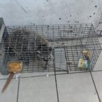 Resguardan a mapache en la colonia Tierra y Libertad en Monterrey