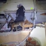 K9 de Nuevo León detecta a persona con vida entre escombros en Venezuela