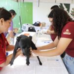 Impulsa Escobedo esterilización gratuita