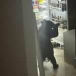 Oso entra a casa en San Pedro y se lleva… ¡unos tamales!