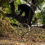 Reportan oso arriba de un árbol en la colonia Satélite, en Monterrey